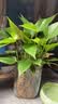 行湘水培植物粉掌盆栽植物红掌内面好养鲜花水养绿植花卉 源头直发 实拍图
