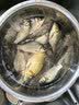 神聚中药酒骇客30ml钓鱼小药黑坑野钓鲤鱼鲫鱼草鱼饵料春夏秋冬季通用 实拍图