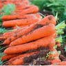 河南新鲜脆甜胡萝卜农家水果萝卜手抓饭伴侣蔬菜夏季减脂胡萝卜 1斤【含箱】 实拍图