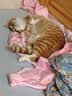 狮子医生豆腐猫砂吸臭低尘不沾底速团绿茶味猫砂可冲厕所2.4kg*6 实拍图