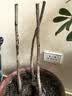 新品浓香矮种玉兰盆栽地栽花卉玉兰花室外耐寒室内四季开花老桩苗 紫色【多茬开花】好养活 当年开花3年苗【3颗】可开60朵 实拍图