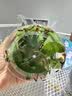 滴露（Dettol）泡沫洗手液花香型250ml 99.99%抑菌杀菌消毒泡泡型儿童大人通用 实拍图