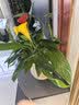 爱优尚白掌盆栽花卉植物室内防辐射净化空气开花桌面小植物源头直发 实拍图