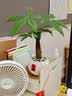 花翁发财树小盆栽绿植物室内客厅装饰中式盆景办公室桌面摆件源头直发 实拍图
