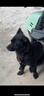 睿福祥土狗家狗通用型幼犬成犬冻干10斤装柯基泰迪金毛边牧中小型犬粮 【幼犬专用粮】5斤装全犬通用型 0lb 实拍图