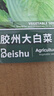 北蔬 白菜种子苗北方山东早熟夏秋季蔬菜种籽 胶州大白菜种子约2000粒 实拍图