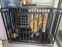 VOXCAE狗项圈大型犬狗脖圈中型犬训练户外猛犬宠物项圈金毛萨摩帆布狗圈 棕色项圈 M码-建议体重30-45斤 实拍图