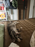 普安特猫咪狗狗宠物复合维生素片维生素b皮肤病视力衰退掉毛美毛金维葆 实拍图