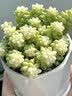 花翁多肉雪花玉坠老桩植物室内桌面新手活办公室群生多头盆栽源头直发 实拍图