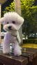 疯狂小狗 狗粮小型犬比熊专用 宠物幼犬成犬粮1.5kg 3斤 实拍图