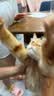 七鲜 全价鲜肉无谷猫粮 1.8kg 实拍图