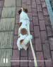 贝初众狗绳狗狗牵引绳中小型犬胸背带遛狗绳子比熊泰迪防挣脱不勒脖项圈 蓝色-S码【适6-12斤】+1.4米牵引绳 【轻盈舒适透气】 不卡腿/不勒肩 实拍图