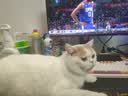 自然光环Halo【成猫健美】美国进口猫粮无谷主粮大袋宠物成年减肥干粮蓝猫 【便携装】健美体态鸡肉味试吃113g*7 下单抽奖·满赠好礼~详情请入会 实拍图