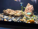 派乐特鱼缸底砂造景石头子五彩石溪流石水族箱龟缸多肉装饰彩色雨花五斤 实拍图