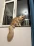 华元宠具（hoopet）猫咪航空箱宠物手提笼子狗狗托运箱车载猫包便携外出国航标准版M 实拍图