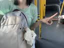 迪卡侬登山包徒步背包双肩包NH100书包学生城市轻户外旅行出差通勤背包 浅米灰-20L 实拍图