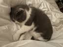 佳乐滋原装进口银勺浓汤猫罐头猫湿粮猫零食成幼猫营养金枪鱼鲣鱼24罐 实拍图