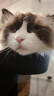伟嘉成猫猫粮 夹心粮10kg牛肉味全价猫粮 实拍图