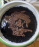 疯狂水草亚马逊水草泥1L鱼缸造景水草缸底砂免洗水藻泥生态鱼缸专用水草泥 实拍图