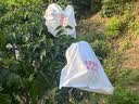 拉芳 多姿花香水润沐浴露大容量滋润保湿芳香沐浴乳男女 【大容量】薰衣草香氛沐浴露2kg 实拍图
