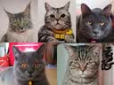 网易严选鲜鸡肉猫粮生骨肉配方宠物主粮幼猫成猫主食级冻干全阶段无谷粮 【试吃装】鲜鸡肉猫粮50g*4 实拍图