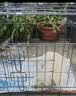 腆宠狗笼狗窝猫笼狗笼子中小型犬带厕所猫笼子大号家用室内狗围栏兔笼 实拍图