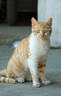 富士（FUJIFILM）XF70-300mmF4-5.6 R LM OIS WR 中长焦变焦镜头 全天候镜身 5.5档防抖 适用于XT4  XT3 实拍图