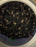 默小吉黑枸杞礼盒450克（90g*5罐）牛头果送父母亲高端午节礼物品实用团 实拍图