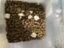 醇粹优鲜高鲜肉猫粮10斤全价冻干成猫幼猫鲜鸡鸭肉增肥长肉肠胃粮5kg 实拍图