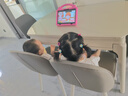 优学思新款儿童早教学习机1-12岁幼儿智力开发幼小衔接英语启蒙识字拼音点读护眼防摔可管控小孩生日礼物 P90Pro升级版16+512G粉【11英寸大屏】 实拍图