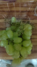 新疆无籽露葡萄450g 实拍图