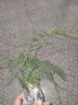 文竹盆栽绿植花卉盆景植物室内客厅水培文松云竹文竹大苗四季常青 小文竹【1颗】原盆原土球发货 高度15-25cm 实拍图