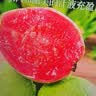 春福乐芭乐红心番石榴新鲜水果5斤当季软甜奶油胭脂红芭乐包邮 3斤优选装【单果100g+】净重2.5斤 实拍图