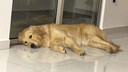 麦富迪狗粮 藻趣儿狗粮成犬粮牛肉螺旋藻 均衡营养2.5kg 实拍图