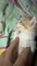 谷登【宠物金选】羊奶粉猫咪专用 幼猫小猫孕猫老年猫宠物羊奶粉200g 实拍图
