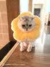 华元宠具（hoopet）狗狗伊丽莎白圈项圈小型犬宠物猫咪颈圈脖圈头套猫伊利沙白圈头罩 实拍图