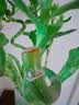 九千谷富贵弯竹6根转运竹节节高水培绿植花卉50cm高不含瓶源头直发 实拍图