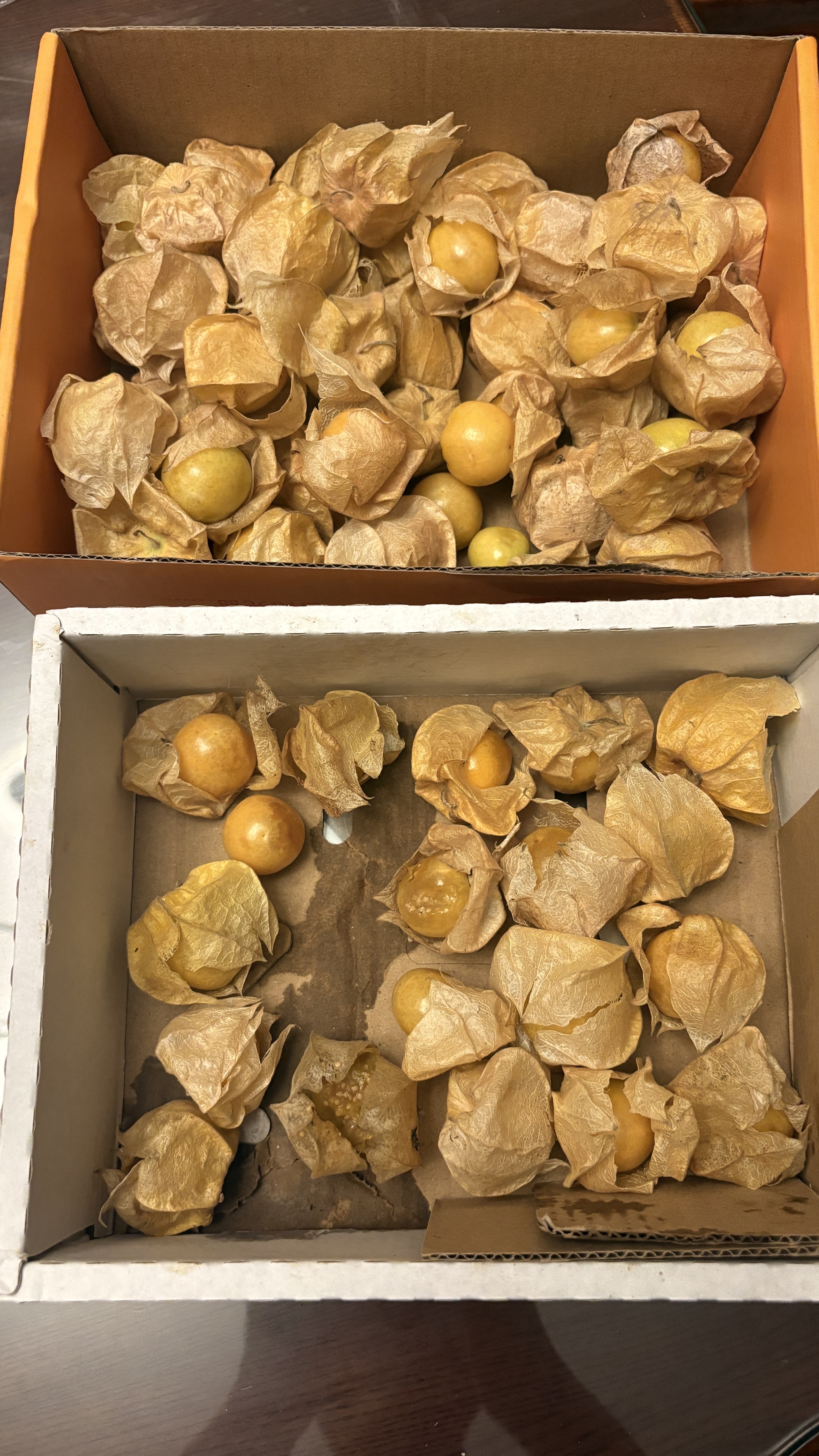 京觅东北姑娘果 净重1斤装 灯笼果黄菇娘洋菇茑 新鲜水果 源头直发 实拍图