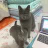 pidan混合豆腐猫砂 除臭结团经典款豆腐膨润土皮蛋猫砂2.4kg*8包 实拍图