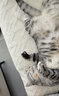 普安特宠物猫咪驱虫药体内外同驱幼猫驱虫跳蚤犬虱爱滴克非泼罗尼+内驱 实拍图