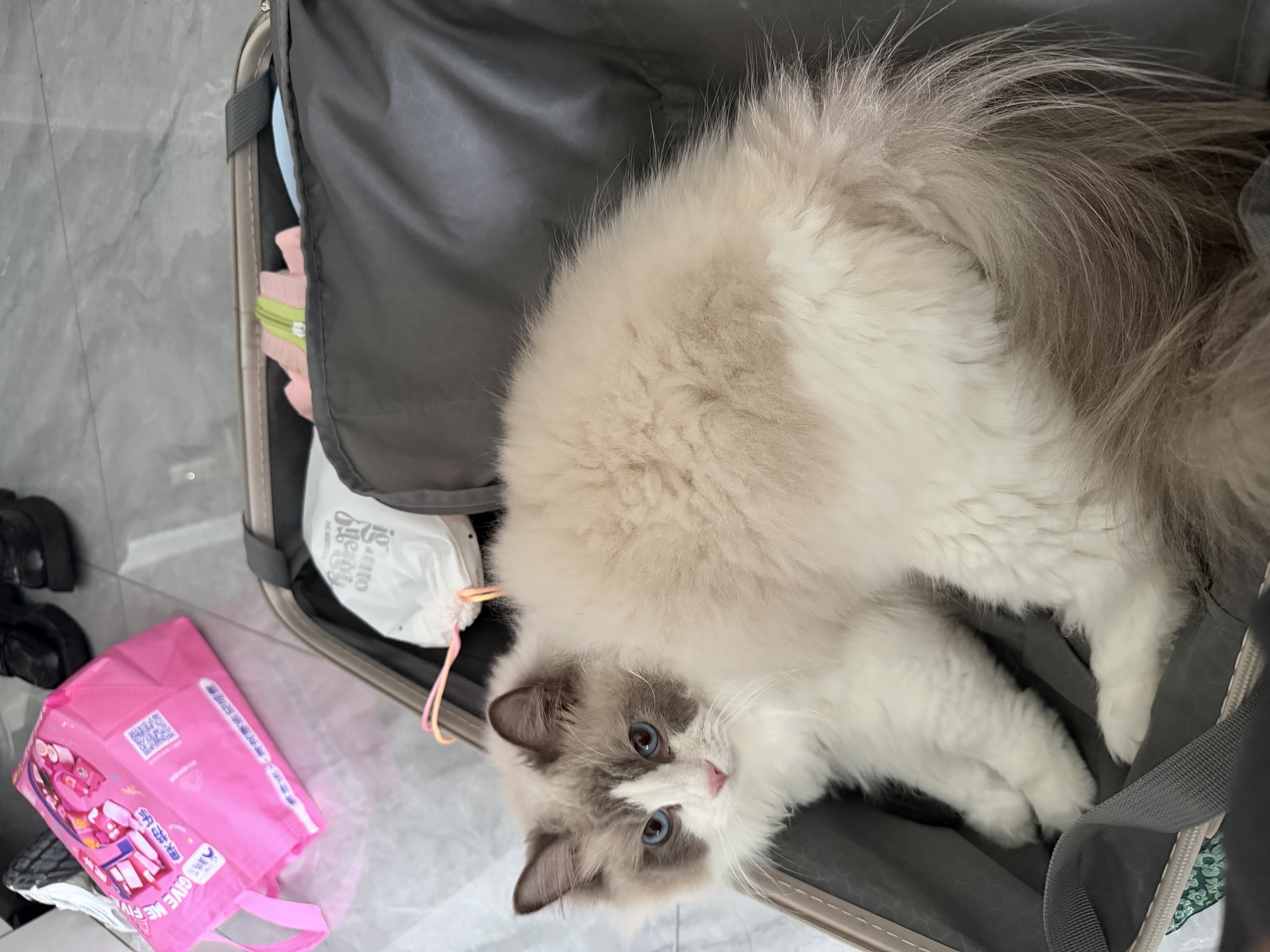 美的（Midea）宠物空气净化器强力吸毛 除猫狗异味抗菌除敏除甲醛 吸猫毛净化器小怪兽PET600【宠物专享升级款】 实拍图