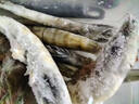 鲜京采 50/60厄瓜多尔白虾 去冰净重3.3斤 82-99只/盒 实拍图