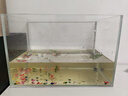 坤宁王金晶超白玻璃鱼缸桌面造景小鱼缸家用客厅裸缸一体缸30*17*20cm 实拍图