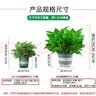 京东绿植绿萝盆栽除甲醛花卉绿植办公室新房净化空气180加仑4盆装源头直发 实拍图