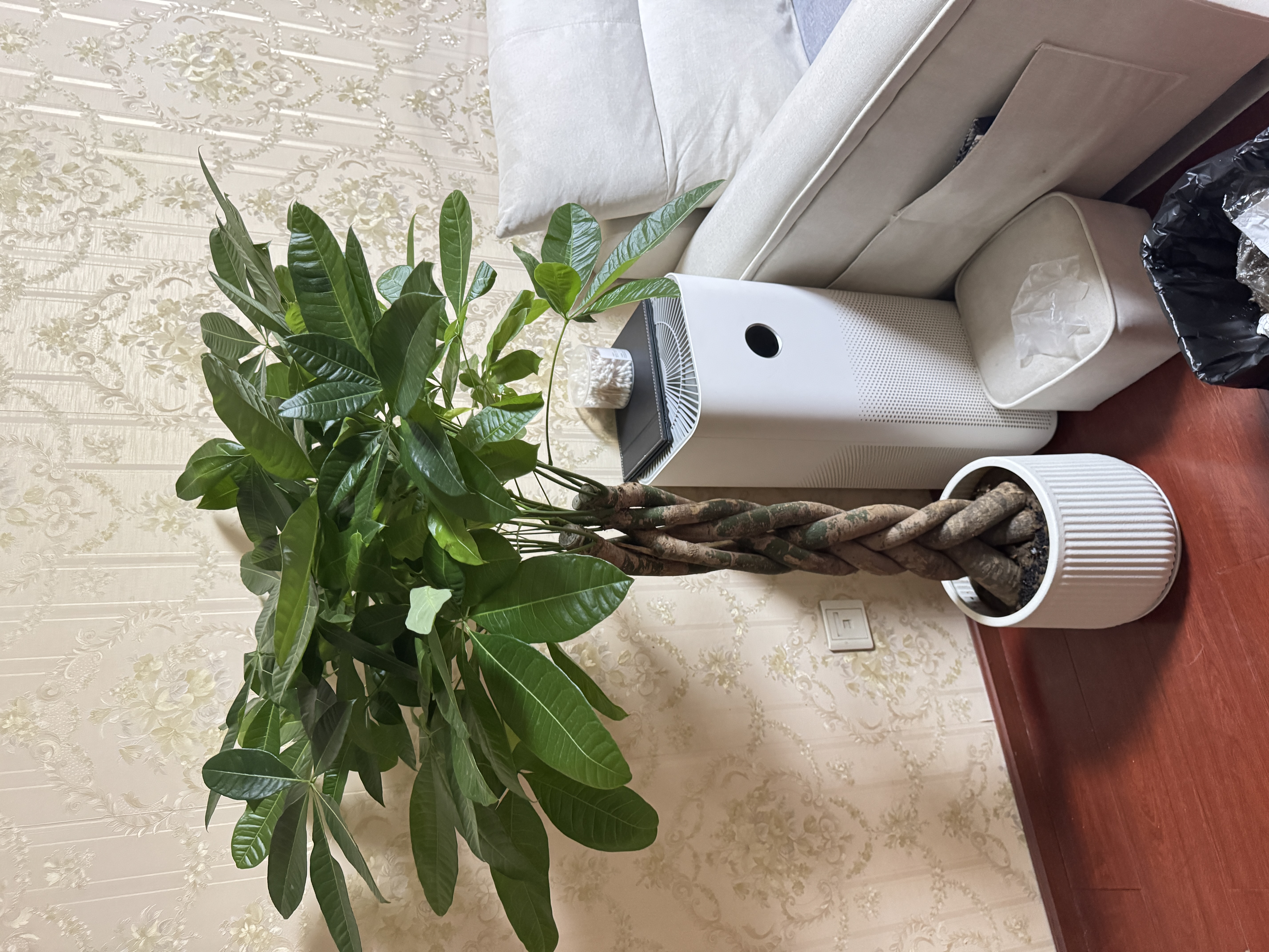 叹为观止大型植物发财树各种大颗盆栽开业乔迁客厅办公室内好养大型花卉 辫子发财树【1.2-1.4米】 含盆 实拍图