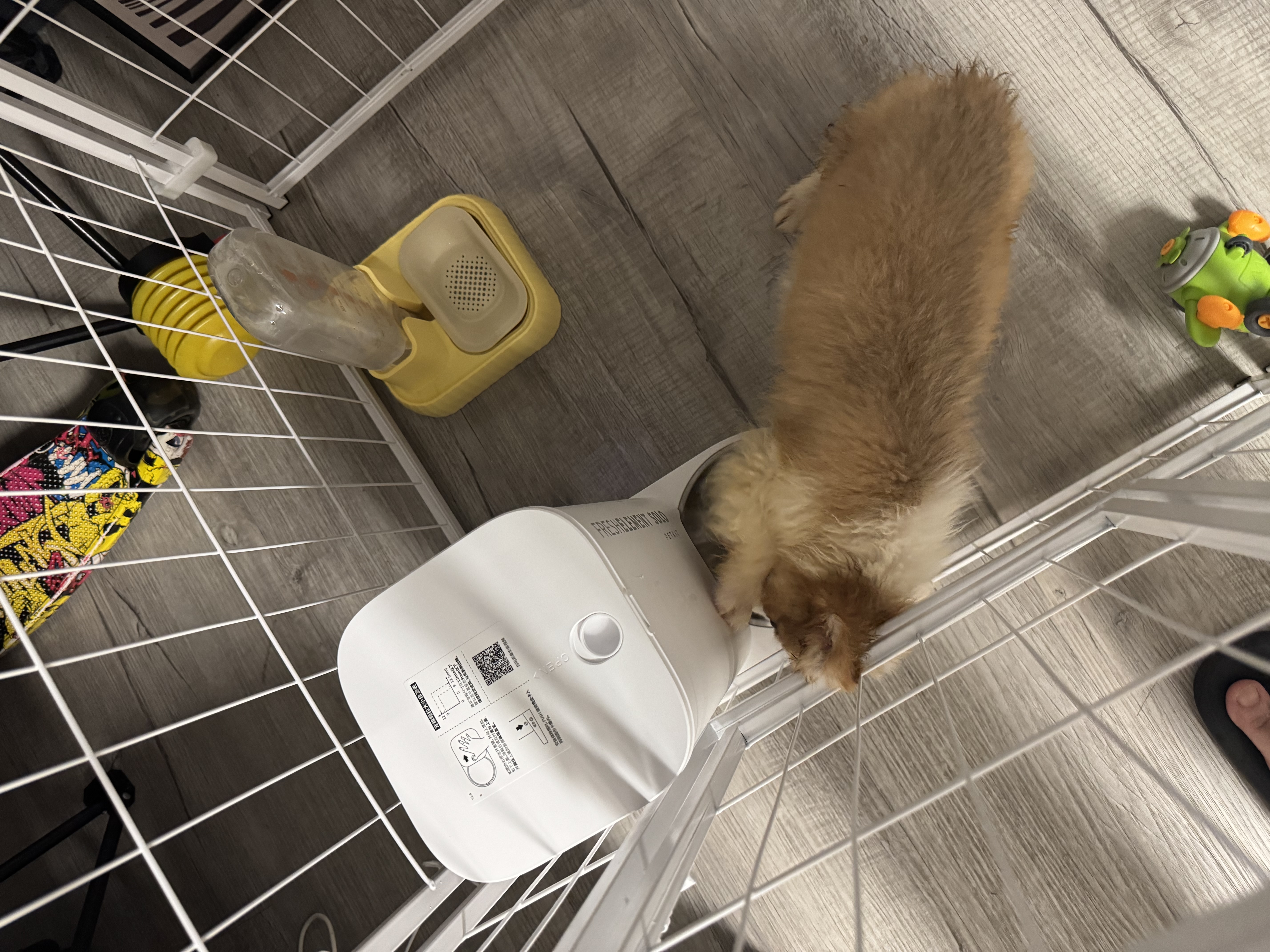 小佩智能自动喂食器SOLO白色 定时定量猫咪自动投食器(支持鸿蒙智联) 实拍图