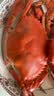 鲜活青蟹(肉蟹)150-200g/只 实拍图