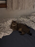 小李子（LEONARDO）德国进口无谷低敏主食罐经典系列主食猫罐头 鸡肉200g*6罐 实拍图