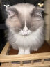 Orijen渴望猫粮 成猫幼猫粮 六种鱼肉美毛无谷全价进口5.4kg效期27/1 实拍图