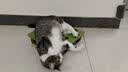 憨憨乐园 CFA赛级木柄弹簧猫咪逗猫棒珍珠羽毛铃铛可拆卸替换头耐用猫玩具 实拍图